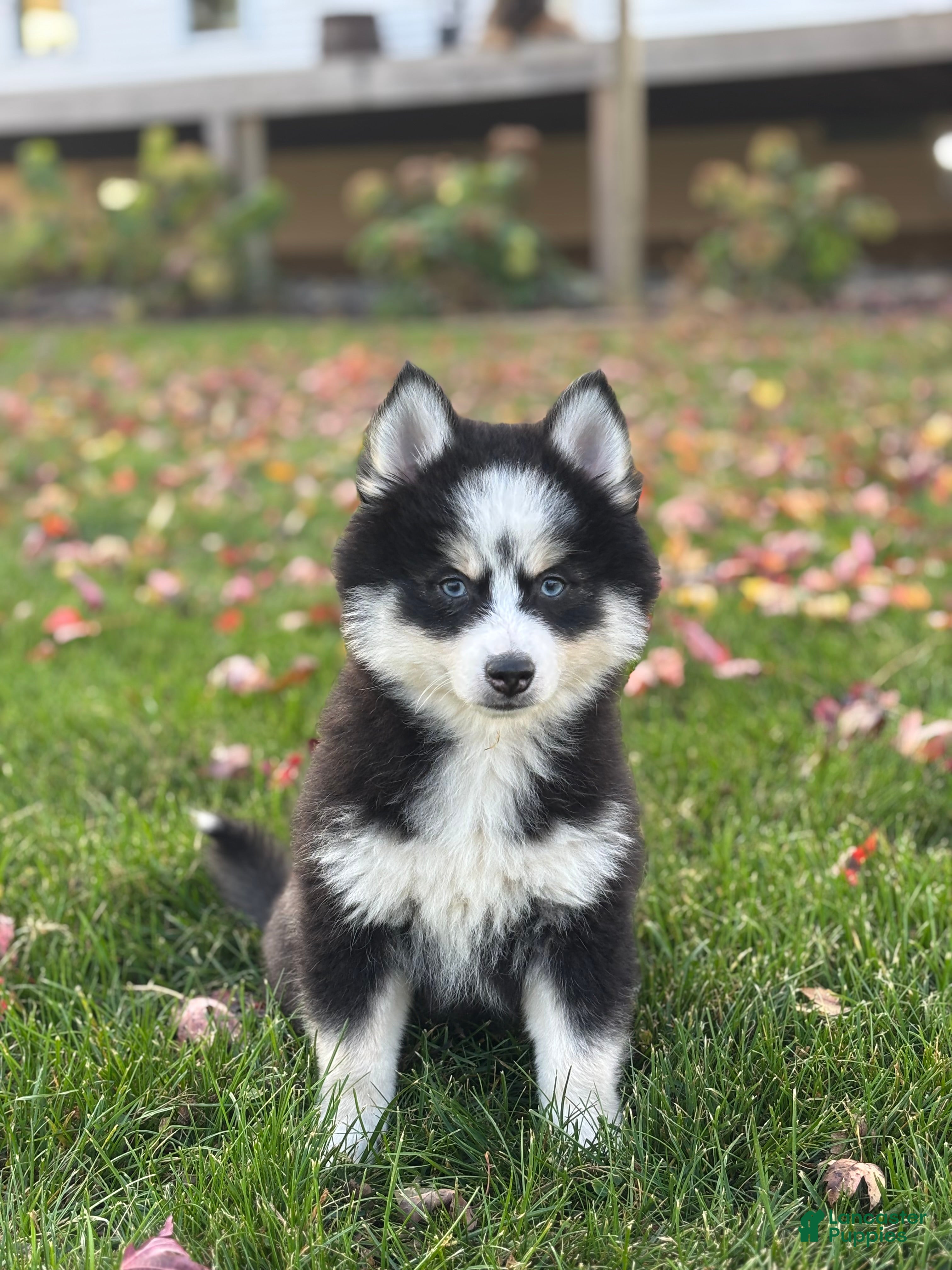 Pomsky dogs for sale: Asher - Ad 1