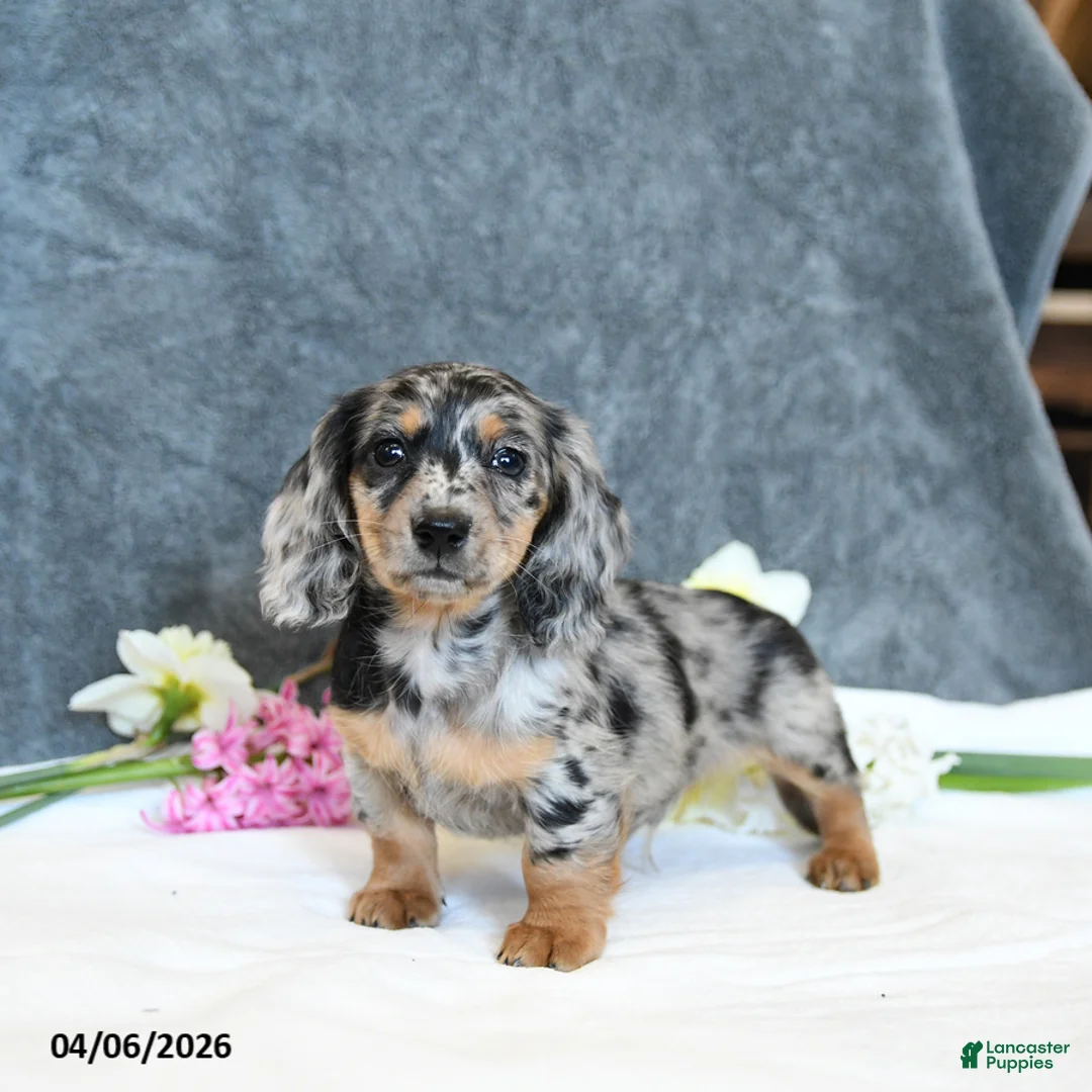 Miniature Dachshund dogs for sale: Everett - Ad 5