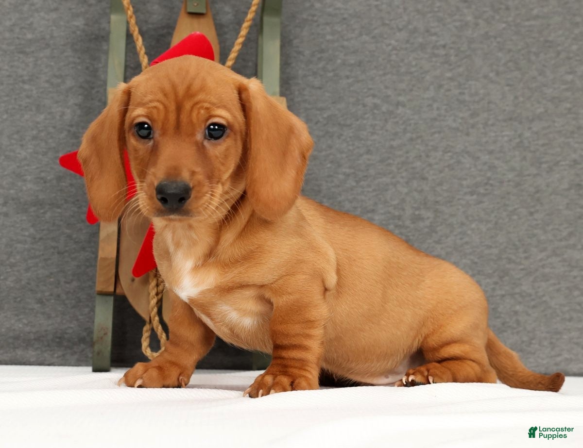 Miniature Dachshund dogs Gemini - Ad 8