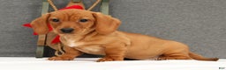 Miniature Dachshund dogs for sale: Gemini - Ad 1