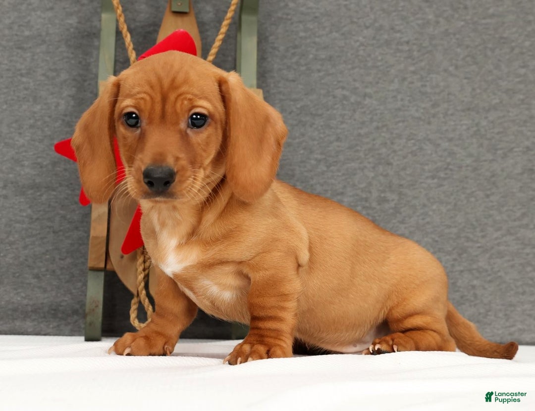 Miniature Dachshund dogs for sale: Gemini - Ad 1