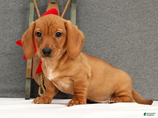 Miniature Dachshund dogs Gemini - Ad 8