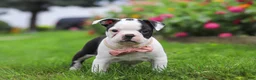 Boston Terrier dogs for sale: Sherry - Ad 3
