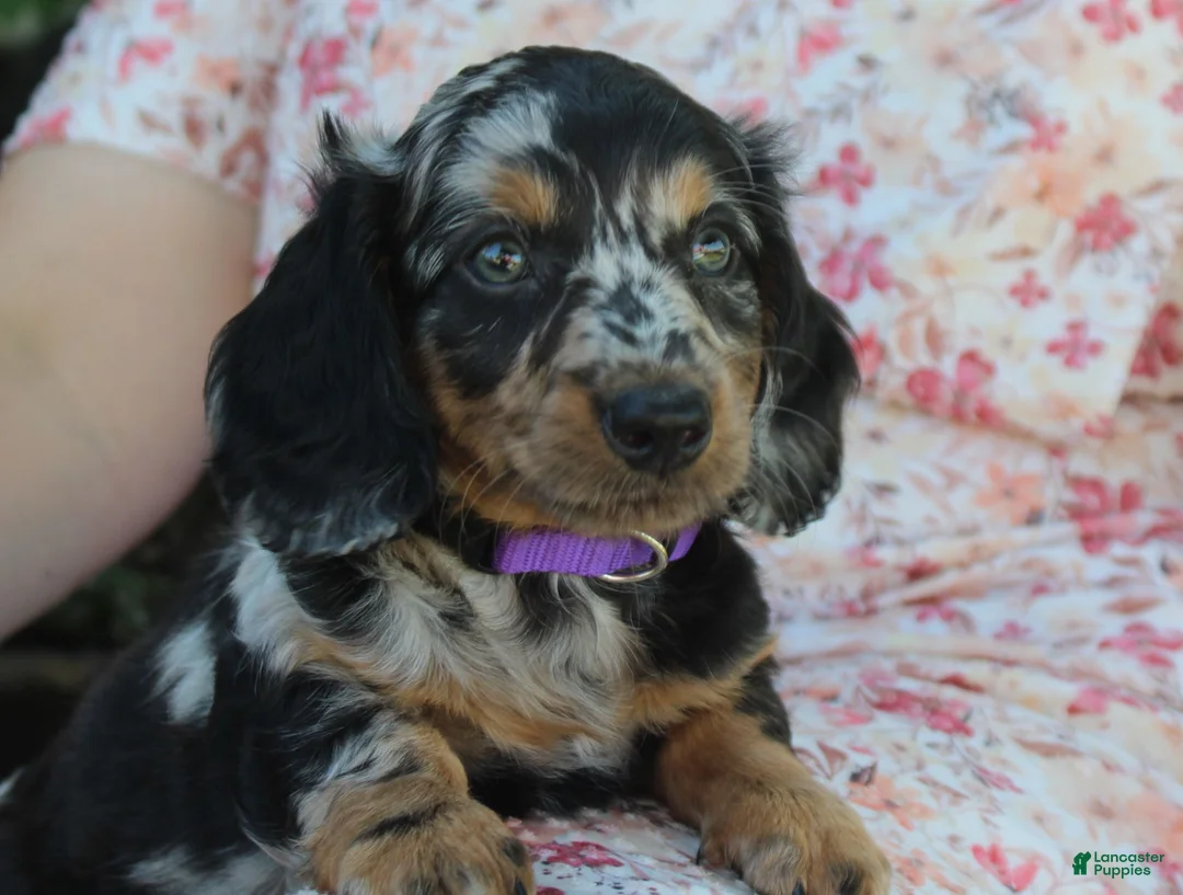 Dachshund dogs for sale: Peter - Ad 1