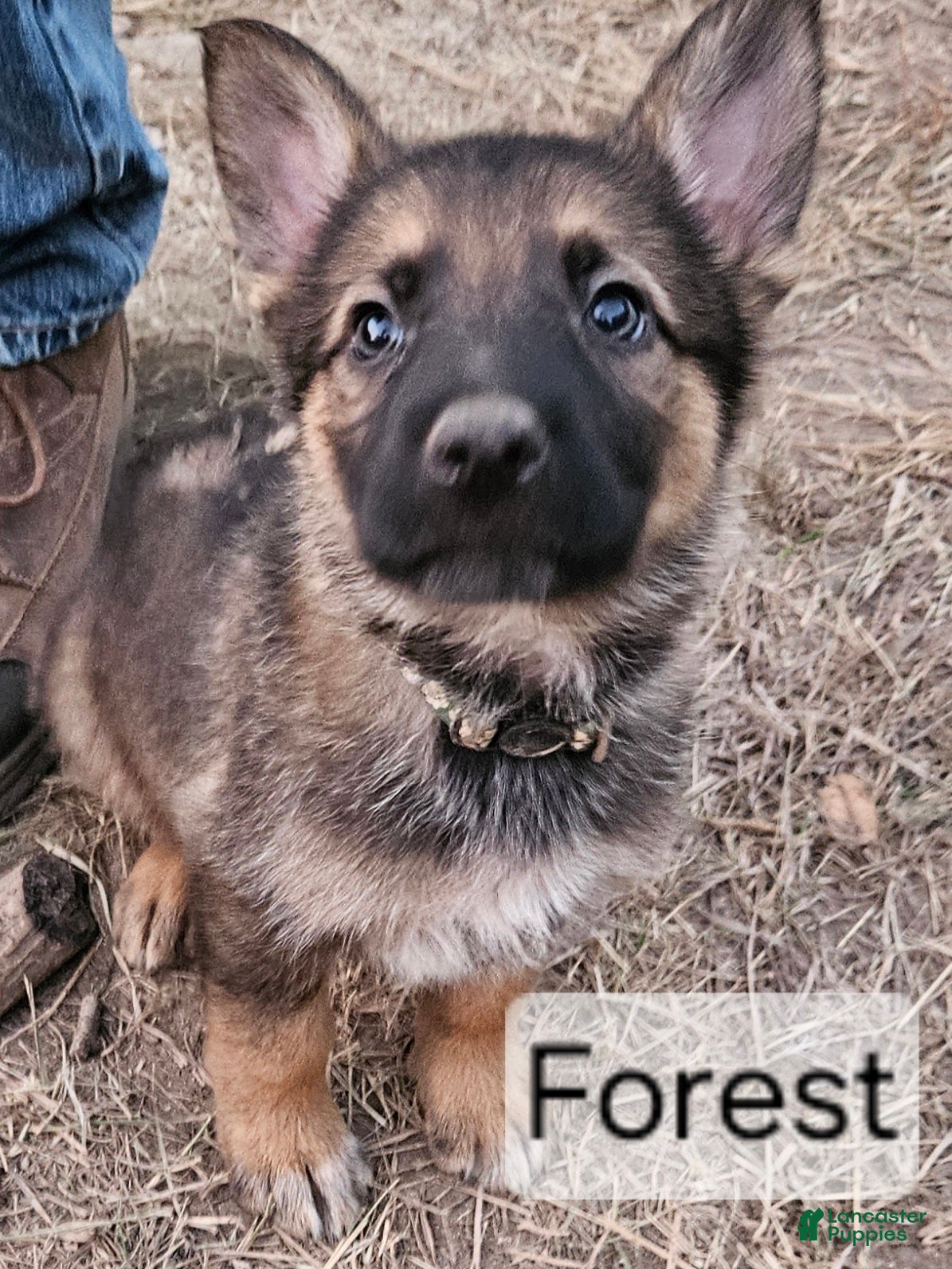 German Shepherd dogs German Shepherd Puppy 4 - Forest - Ad 24