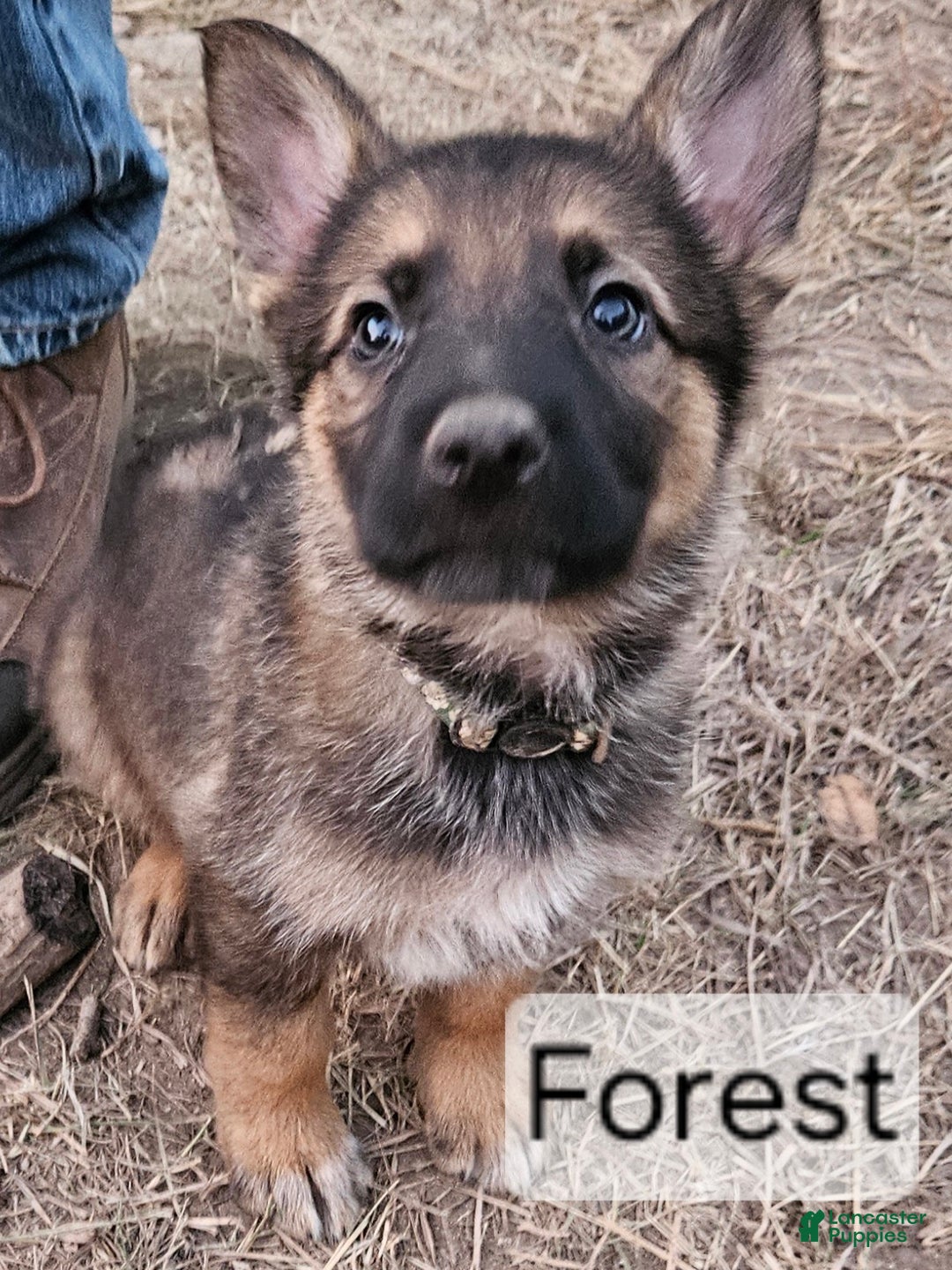 German Shepherd dogs for sale: German Shepherd Puppy 4 - Forest - Ad 1