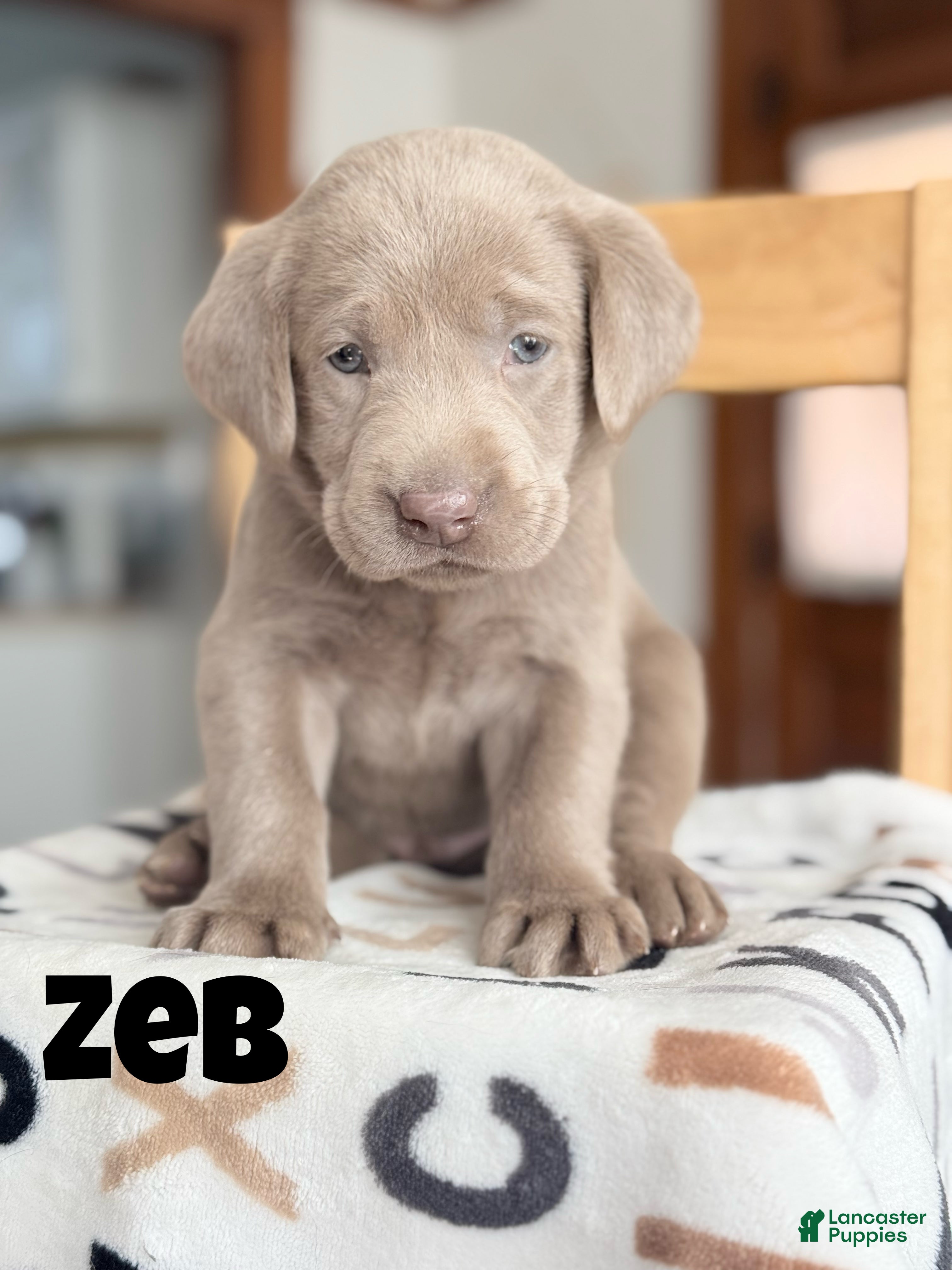 Labrador Retriever dogs Zeb - Ad 42