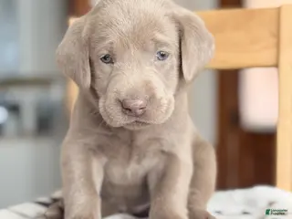 Labrador Retriever dogs Zeb - Ad 42