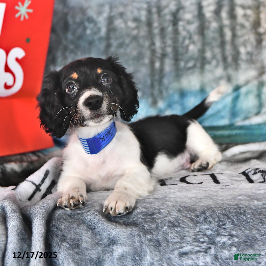 Miniature Dachshund dogs Master Jack - Ad 25