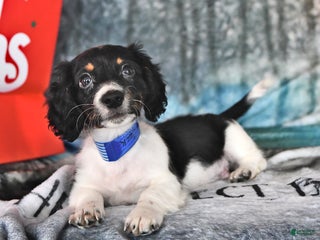 Miniature Dachshund dogs Master Jack - Ad 39