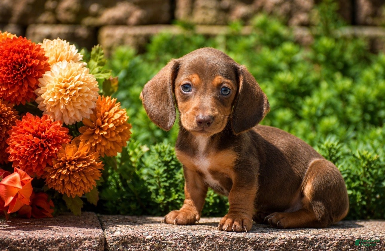Miniature Dachshund dogs for sale: Trooper - Mini - Ad 4