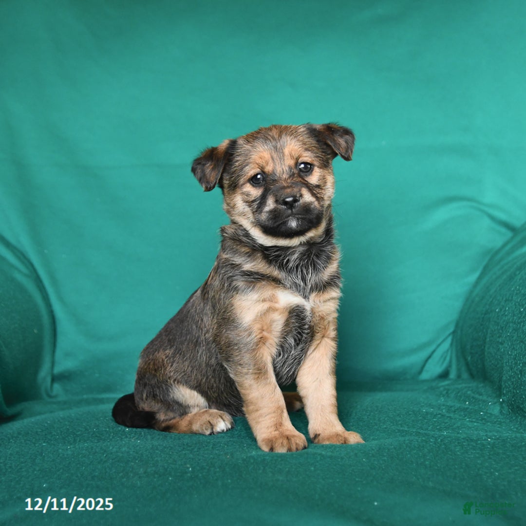 Mixed Breed dogs for sale: Twinkle - Ad 1