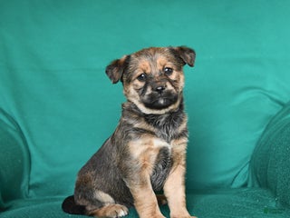 Mixed Breed dogs Twinkle - Ad 35