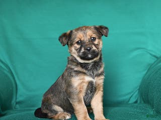 Mixed Breed dogs Twinkle - Ad 42