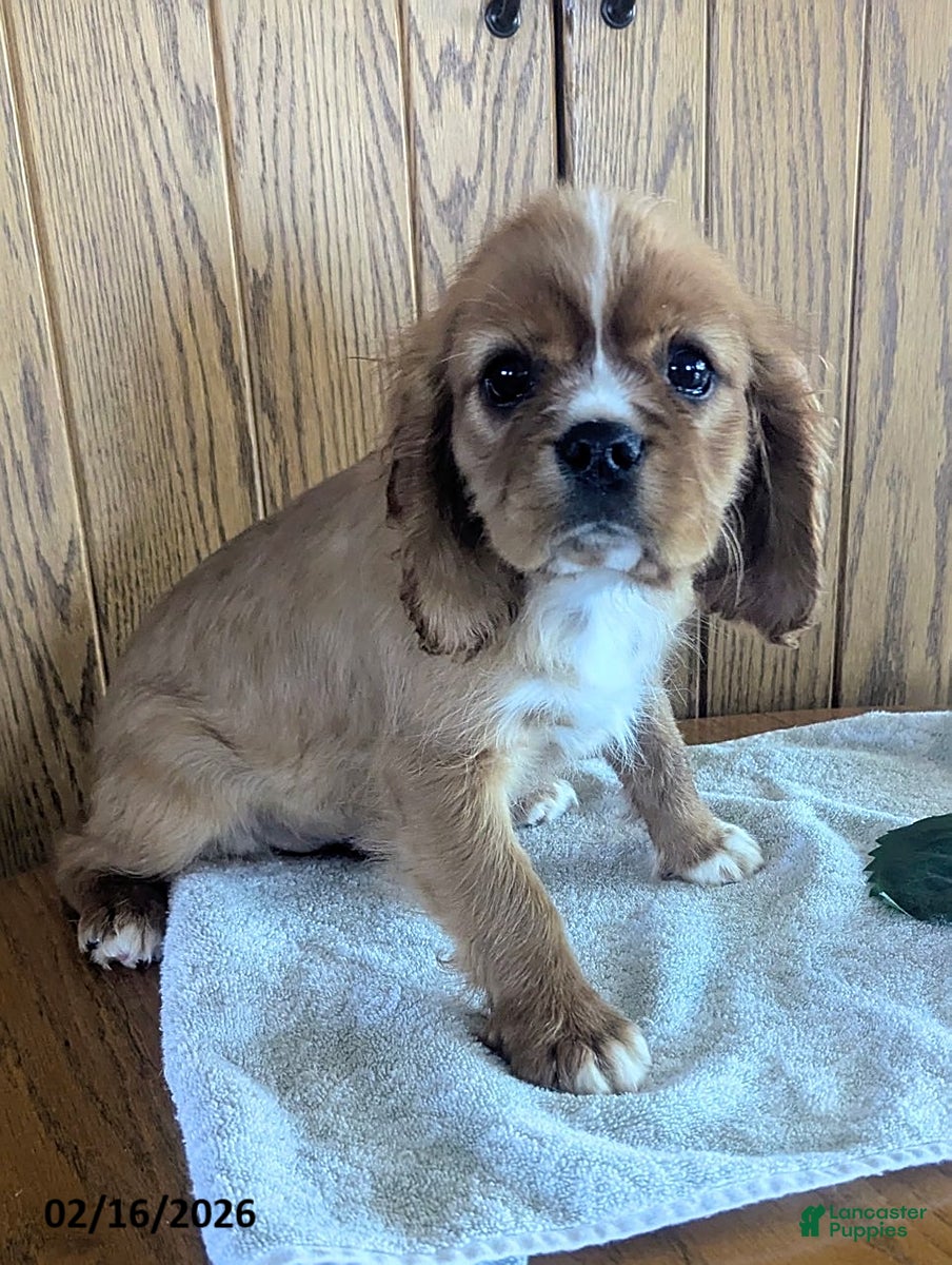 Cavalier King Charles Spaniel dogs Cody - Ad 2