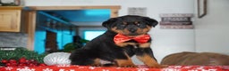 Rottweiler dogs for sale: Timber - Ad 3