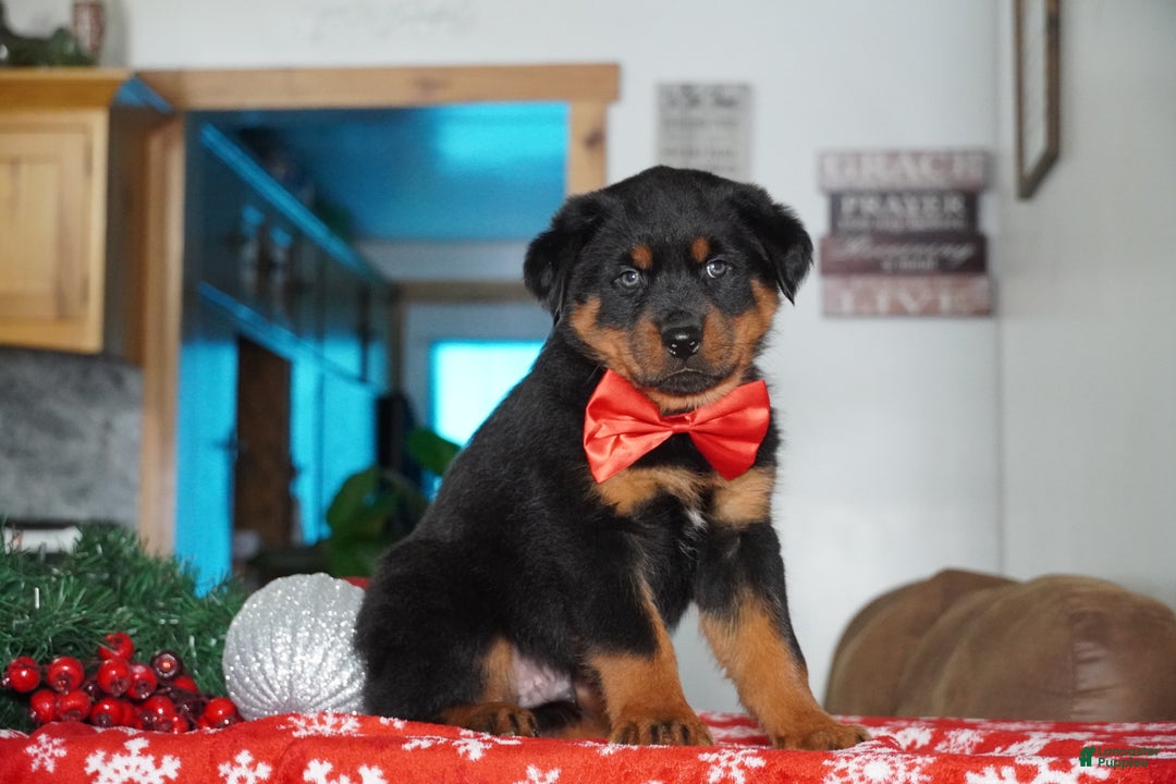Rottweiler dogs for sale: Timber - Ad 3