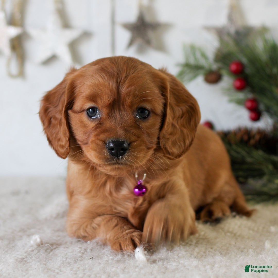 Miniature Golden Retriever dogs for sale: Dixie  - Ad 5