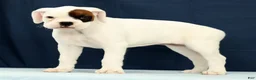 Boxer dogs for sale: Cookie - Ad 4