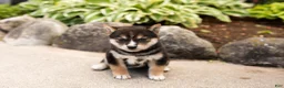 Shiba Inu dogs for sale: Max  - Ad 2
