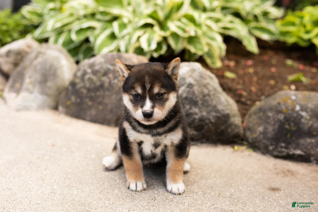 Shiba Inu dogs for sale: Max  - Ad 2