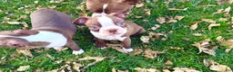 Boston Terrier dogs for sale: Boston Terrier Puppy 2 - Ad 2