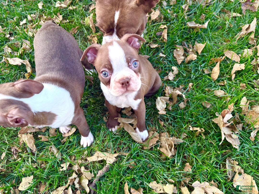 Boston Terrier dogs for sale: Boston Terrier Puppy 2 - Ad 2