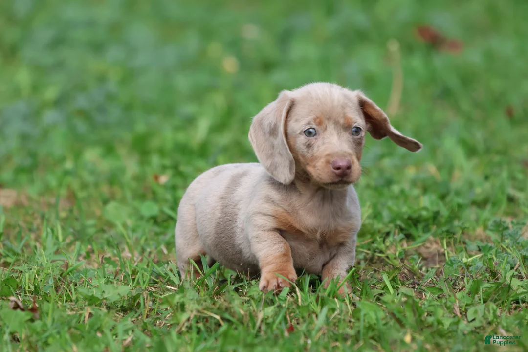 Miniature Dachshund dogs for sale: Marbles - Ad 4