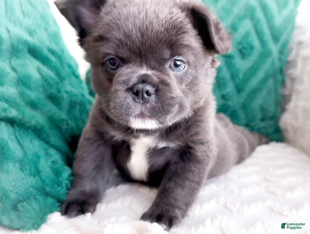 French Bulldog dogs for sale: Vixen Blue Fluffy Carrier - Ad 17