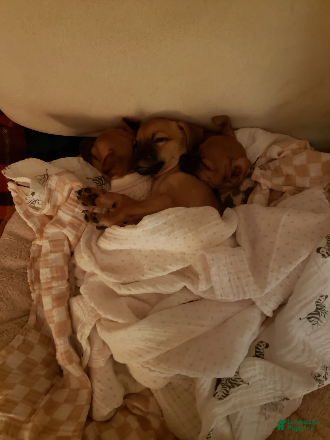 Chihuahua dogs for sale: Chihuahua 2 - Ad 1