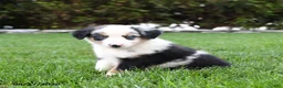 Australian Shepherd dogs for sale: Ozzy - Ad 2