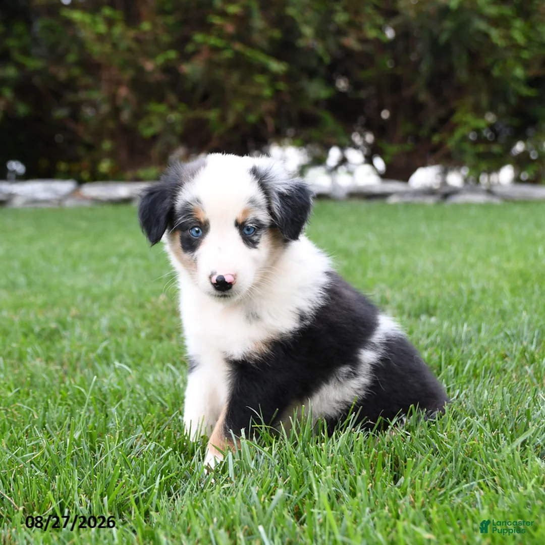 Australian Shepherd dogs for sale: Ozzy - Ad 2