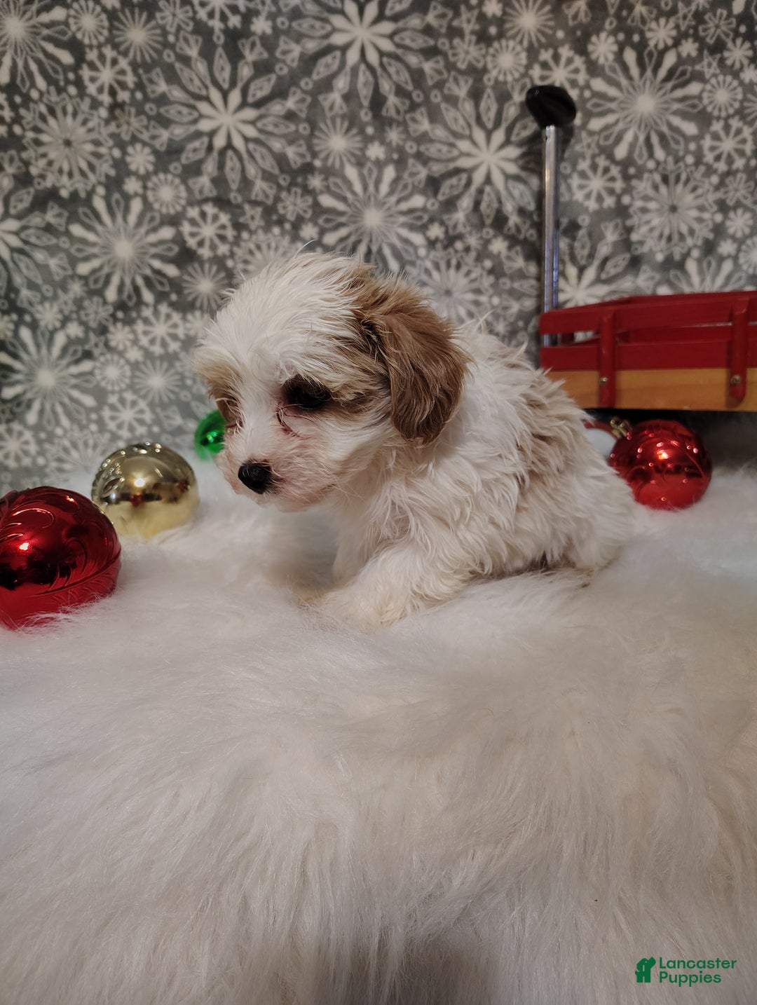 Maltipoo dogs for sale: Mila - Ad 5