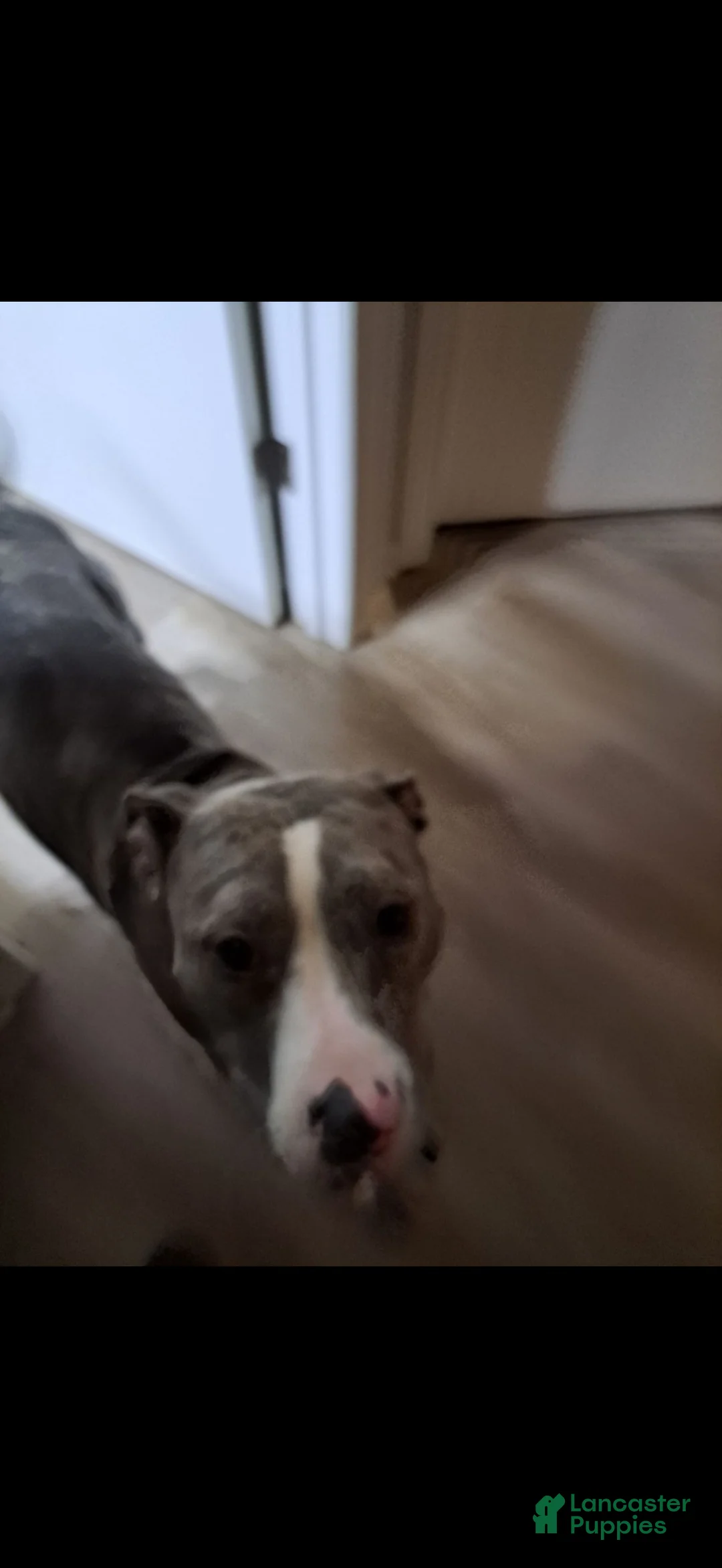 American Bully dogs for sale: Trina - Ad 8