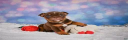 English Bulldog dogs for sale: Chloe - Ad 6