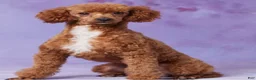 Irish Doodle dogs for sale: Max - Ad 9