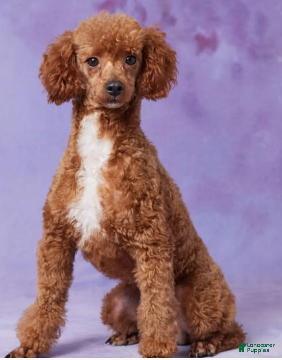 Irish Doodle dogs for sale: Max - Ad 9