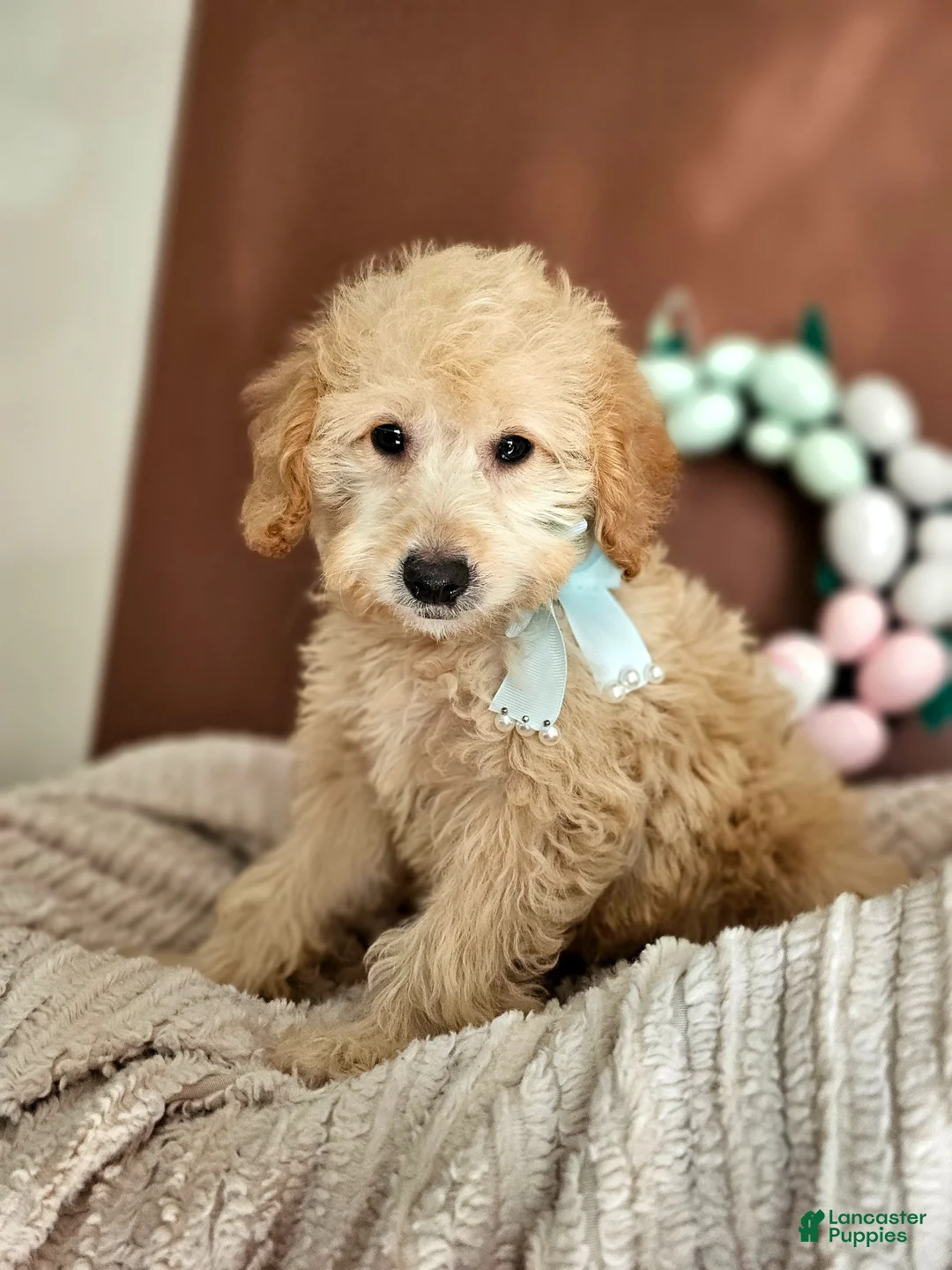Mini Goldendoodle dogs for sale: Floppy - F1B Med Mini Goldendoodle - Ad 1