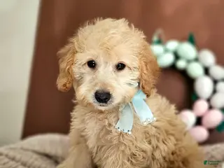 Mini Goldendoodle dogs Floppy - F1B Med Mini Goldendoodle - Ad 12