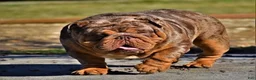 English Bulldog dogs for sale: KINGSTON – Black Tan Tri Loverboy in LA, CA - Ad 16