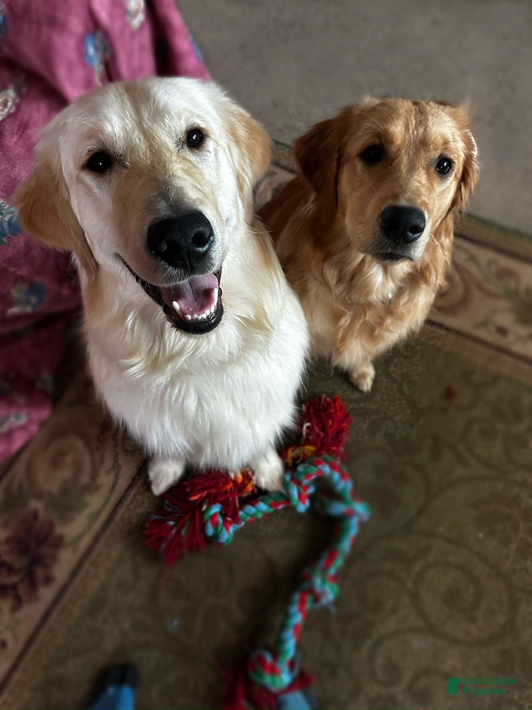 Golden Retriever dogs for sale: Purple - Ad 2