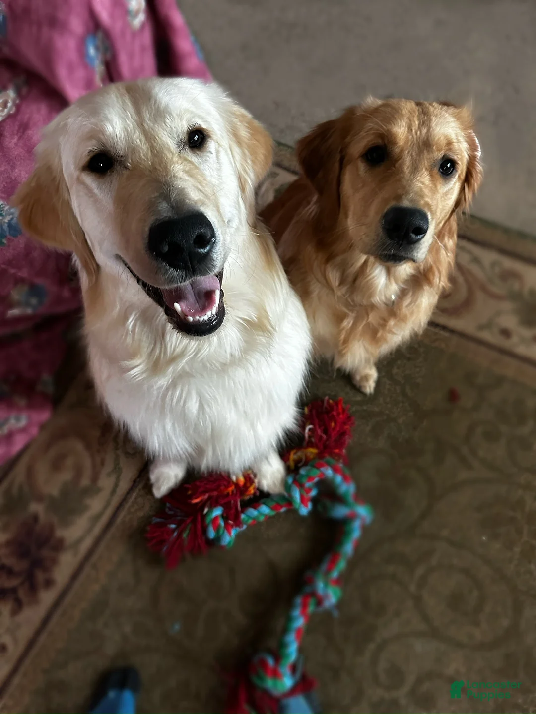 Golden Retriever dogs for sale: Teal - Ad 2