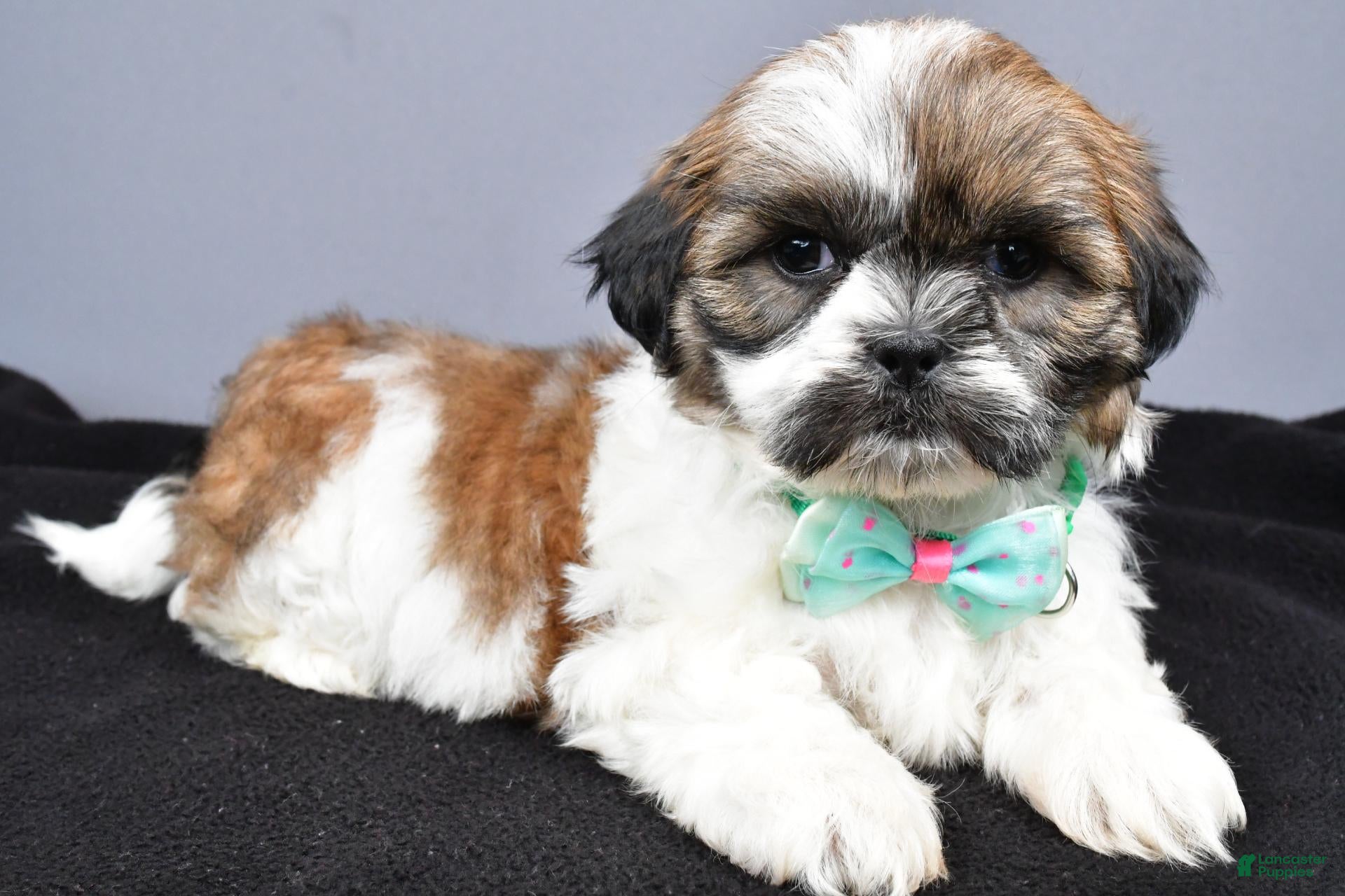 Shih Tzu dogs Miles - Ad 1