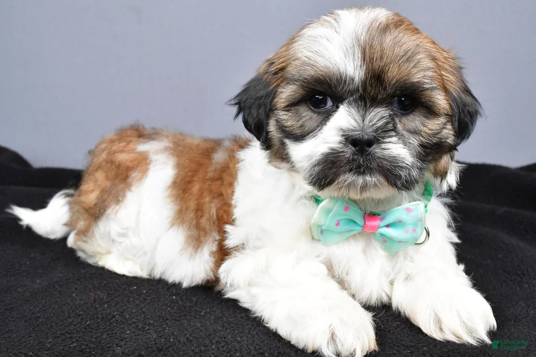 Shih Tzu dogs for sale: Miles - Ad 1