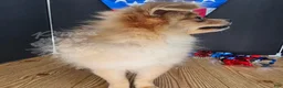Pomeranian dogs for sale: Pepper's Long Shot - "Archer" - Ad 12