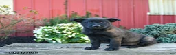 Belgian Malinois dogs for sale: Ellie - Ad 3
