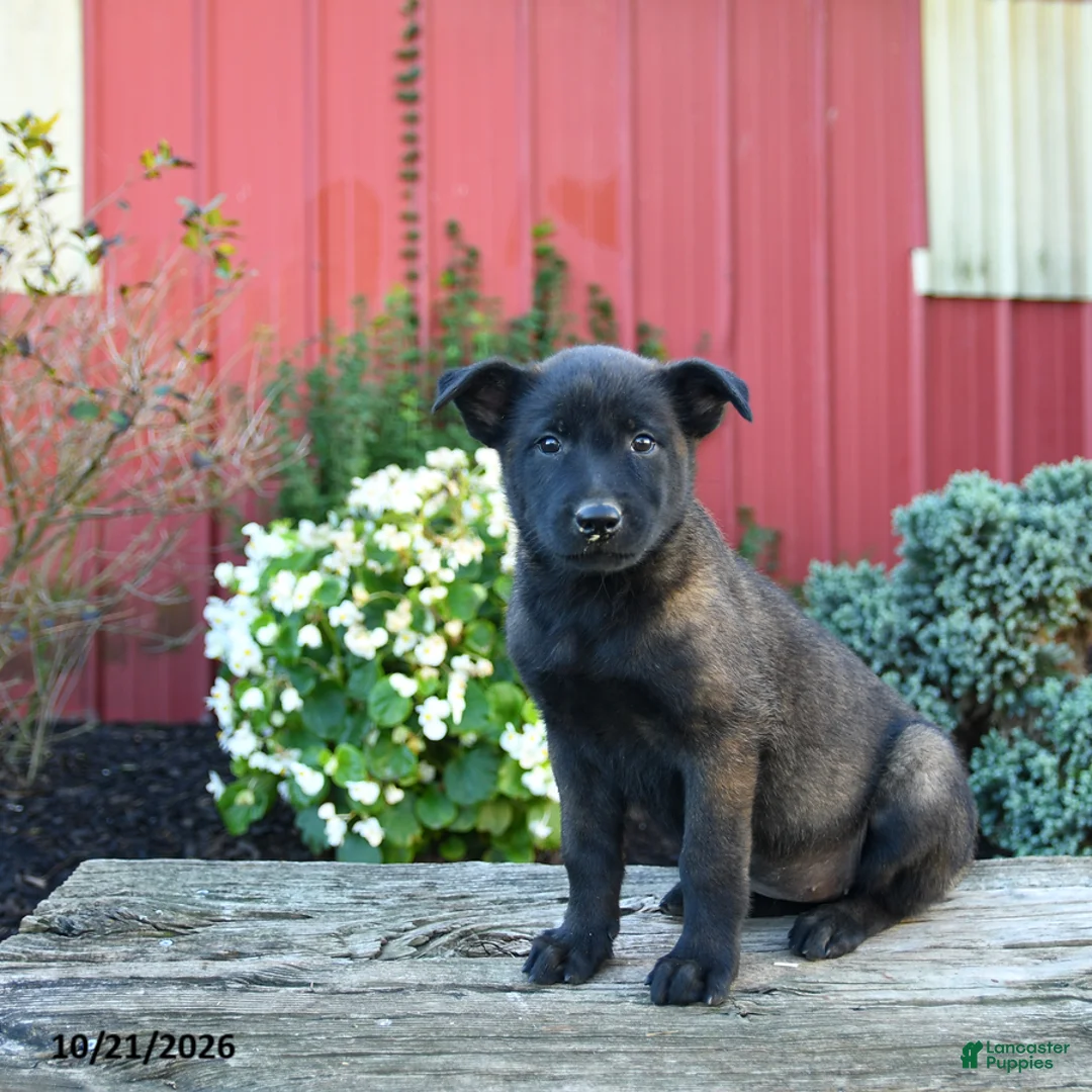 Belgian Malinois dogs for sale: Ellie - Ad 3