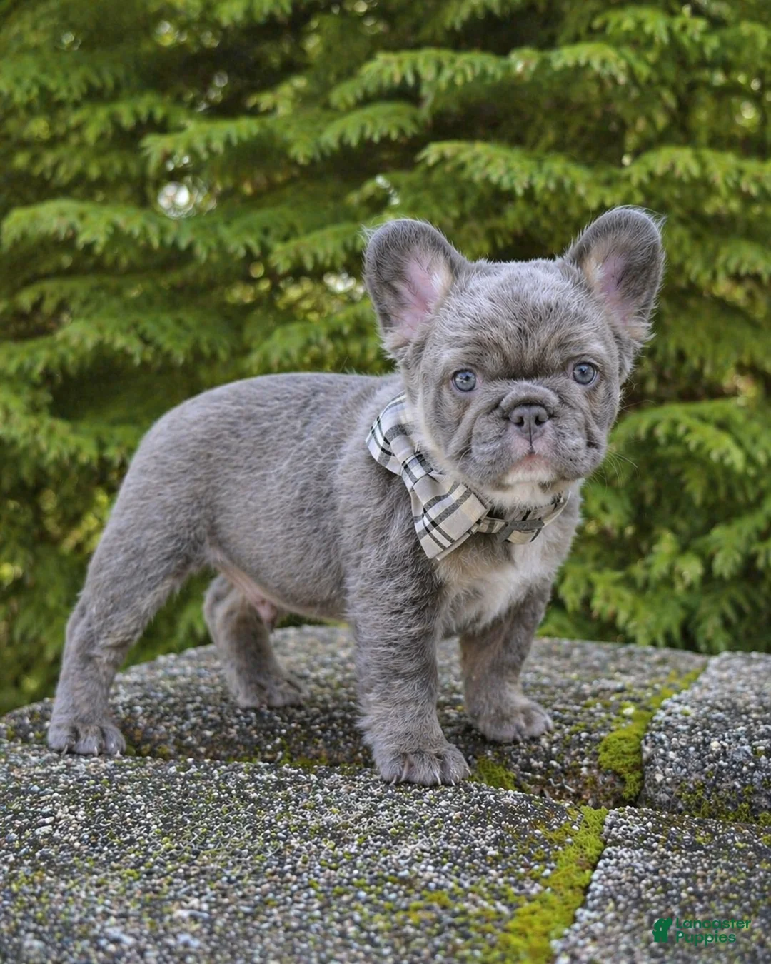 French Bulldog dogs for sale: Prince - Ad 2