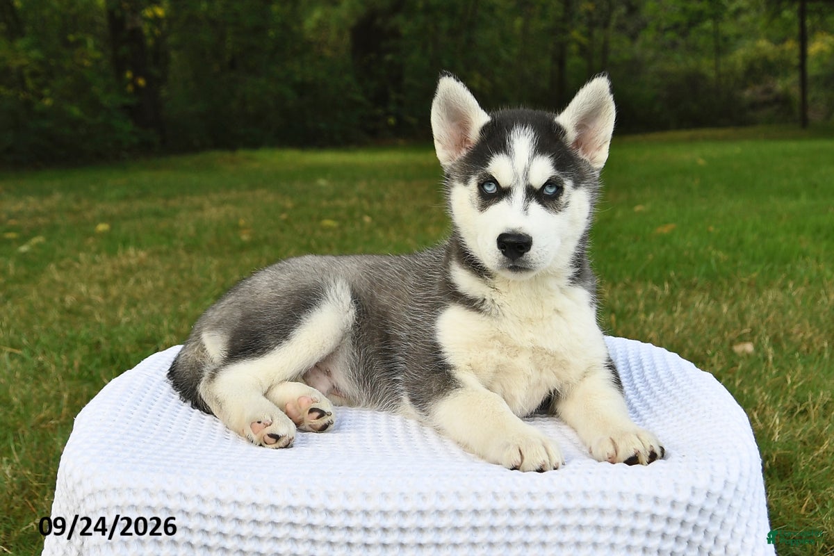 Siberian Husky dogs Buzz - Ad 2
