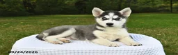Siberian Husky dogs for sale: Buzz - Ad 2